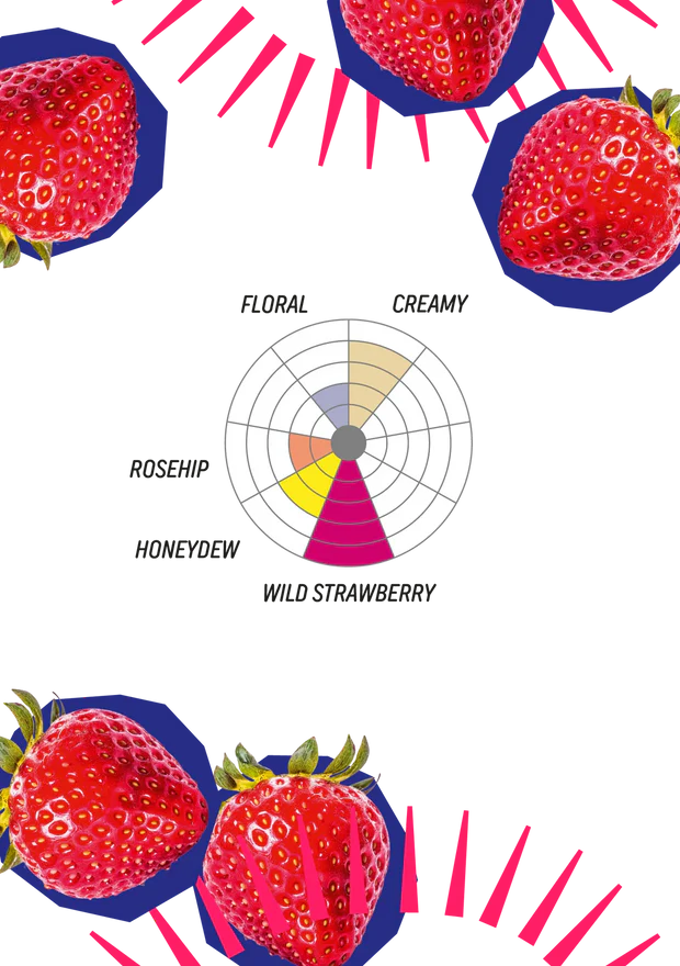 Rvtc- Afrutado Strawberry (Indonesia)