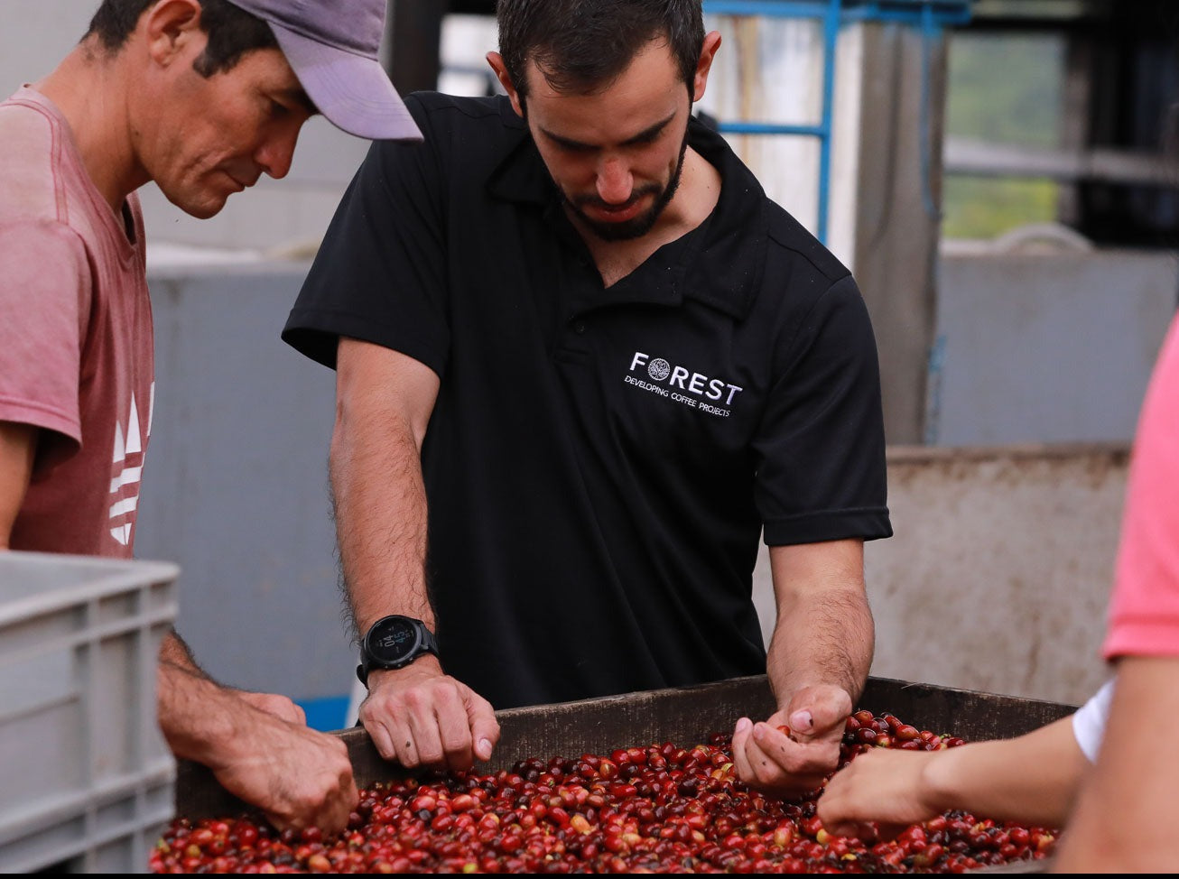 HERMANOS - Martha's Gesha