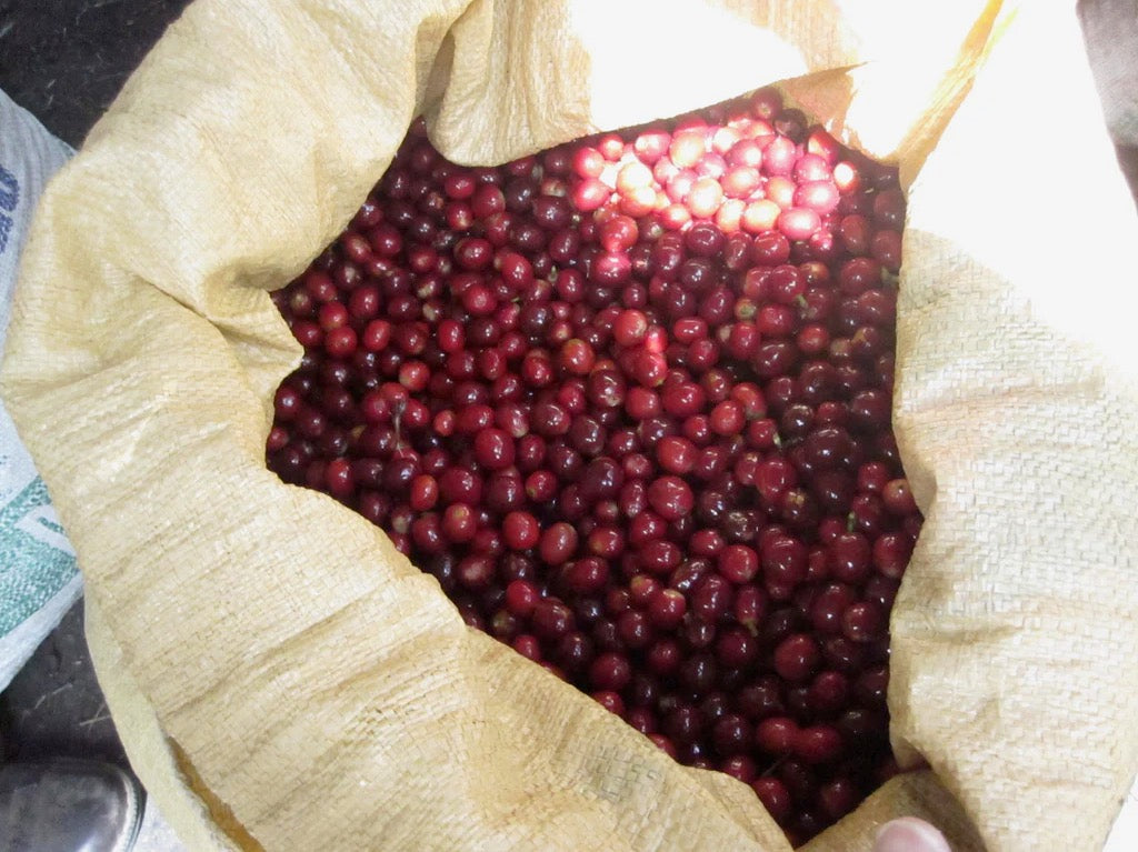 فوجلين - (ريتيرو دي كيسايا)