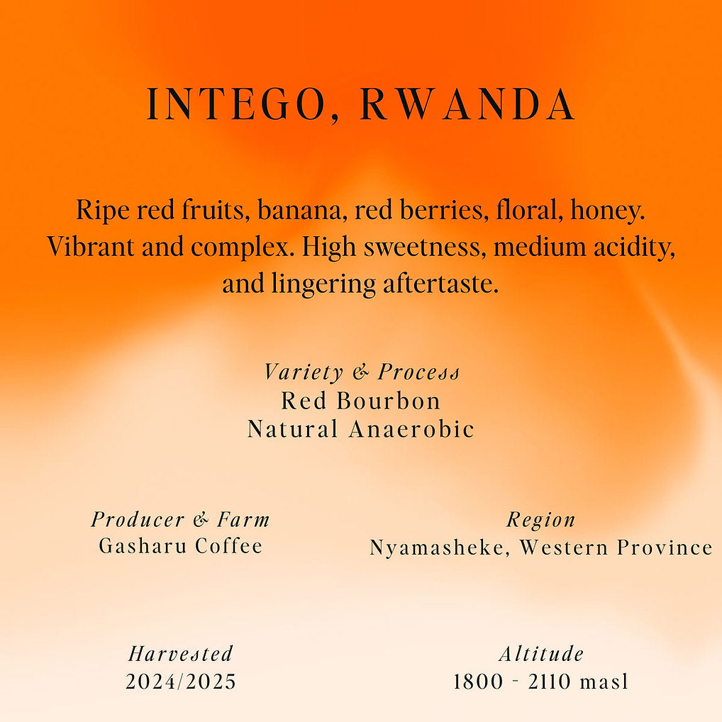 SUMO - Intego - Red Bourbon, Natural Anaerobic(Rwanda)