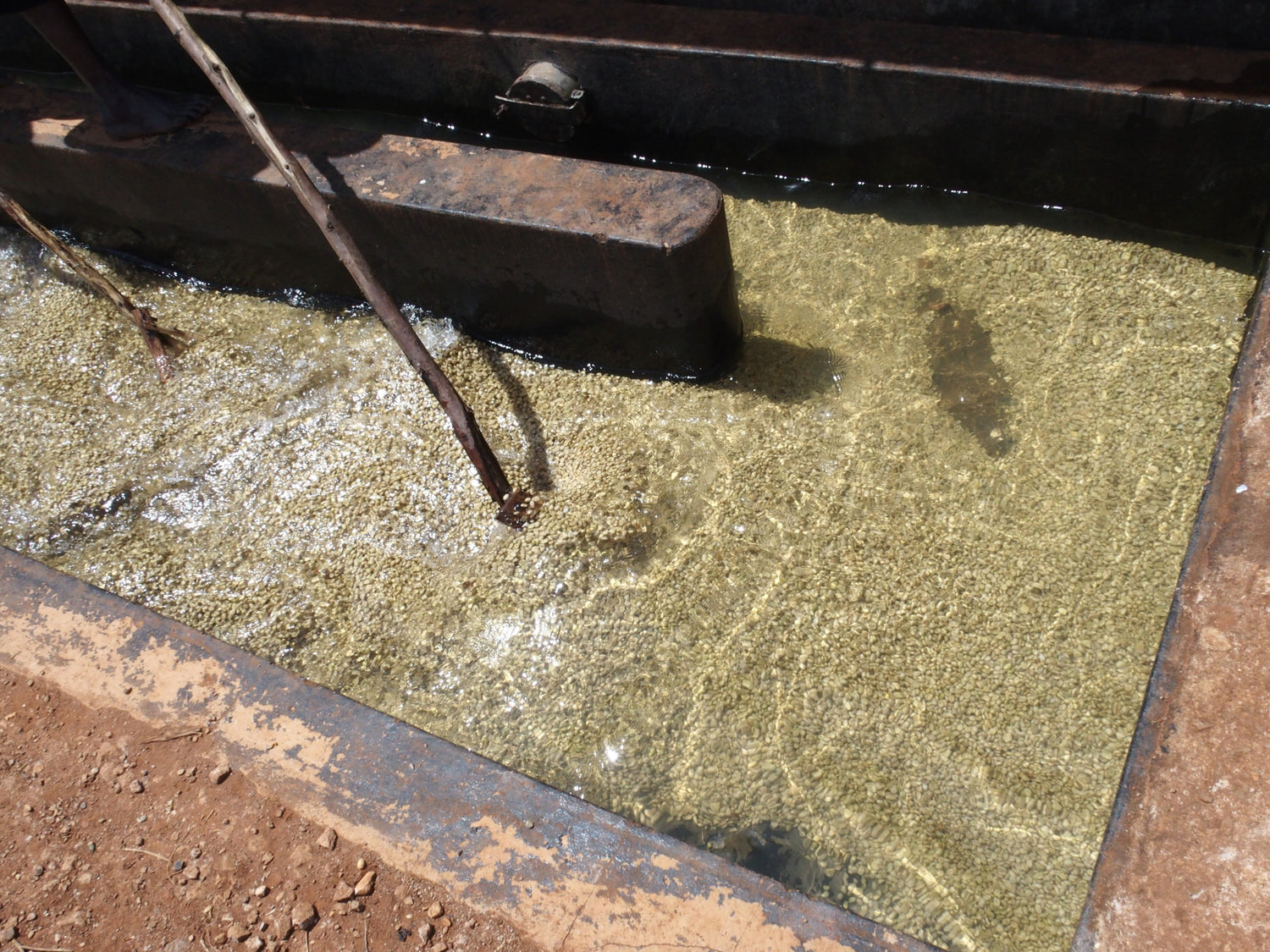 فوجلين - (AA BARIKONGO)