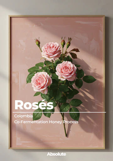 ABSOLUTE - Rose (Colombia)