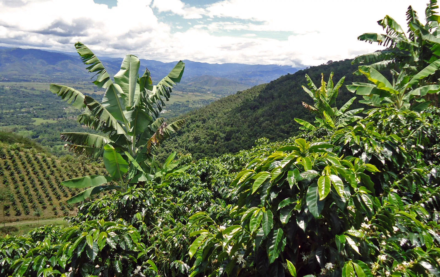 Gardelli- El Mirador, Carbonic Maceration( Colombia)