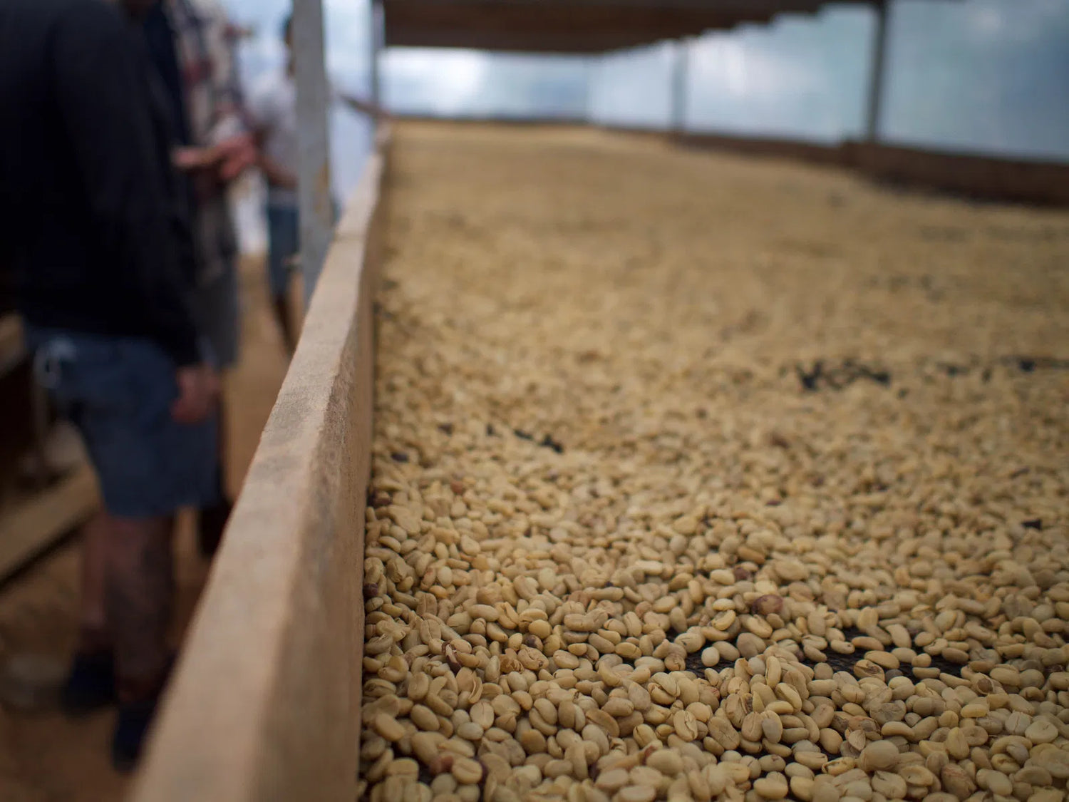 جارديلي-إلفيس تينيو (بيرو) 