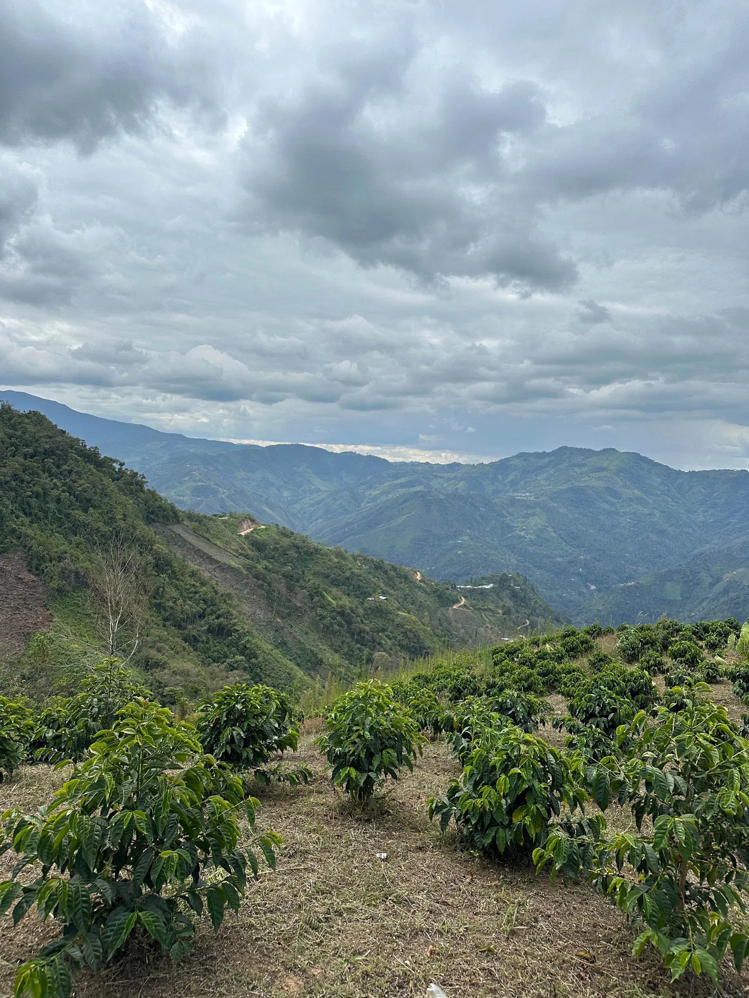 جارديلي-إلفيس تينيو (بيرو) 