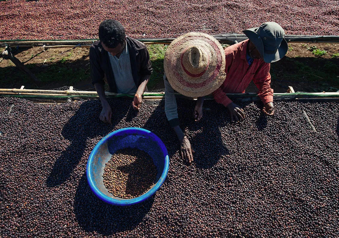 Gardelli- Kokeb Siwani,23/24 Crop (Ethiopia)
