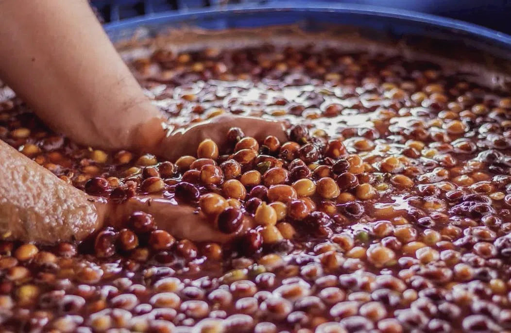 جارديلي - (مونتيبلانكو)